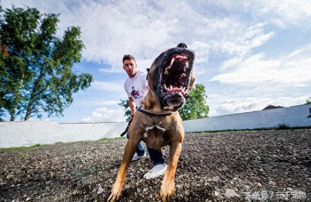 世界级猛犬系列：卡斯罗犬