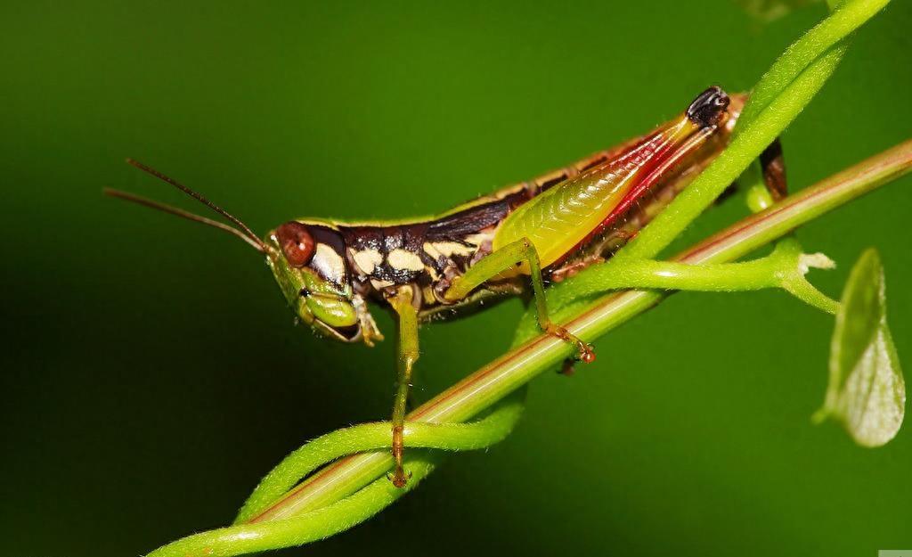 昆虫图集：蚱蜢、草蜢、蚂蚱都是一种昆虫叫法不一样