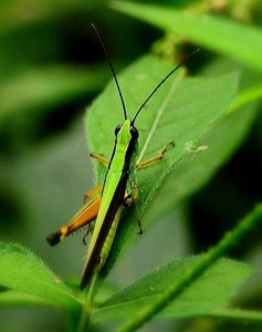 ​昆虫图集：蚱蜢、草蜢、蚂蚱都是一种昆虫叫法不一样