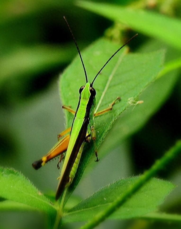 昆虫图集：蚱蜢、草蜢、蚂蚱都是一种昆虫叫法不一样