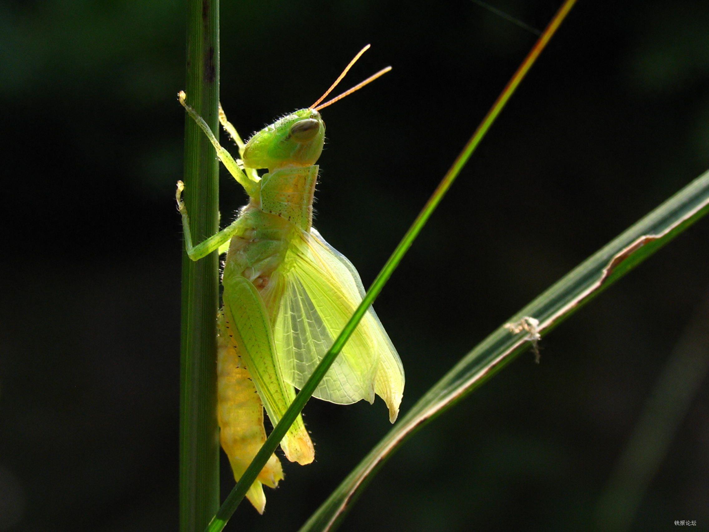 昆虫图集：蚱蜢、草蜢、蚂蚱都是一种昆虫叫法不一样