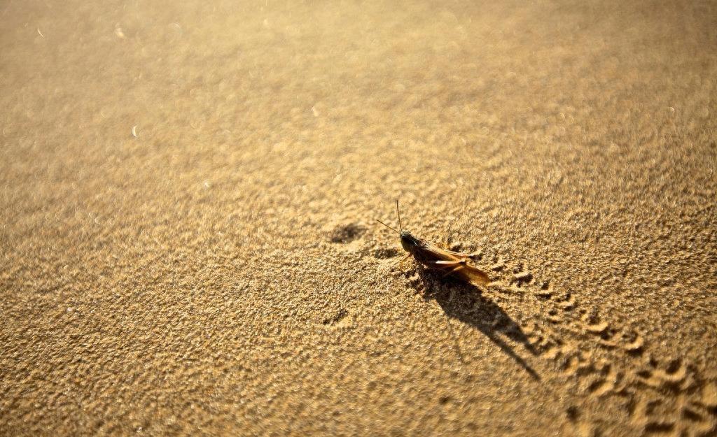 昆虫图集：蚱蜢、草蜢、蚂蚱都是一种昆虫叫法不一样