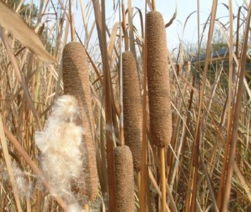 ​此种植物叫“香蒲草”，农村小溪边一大片，其实珍贵、用处多