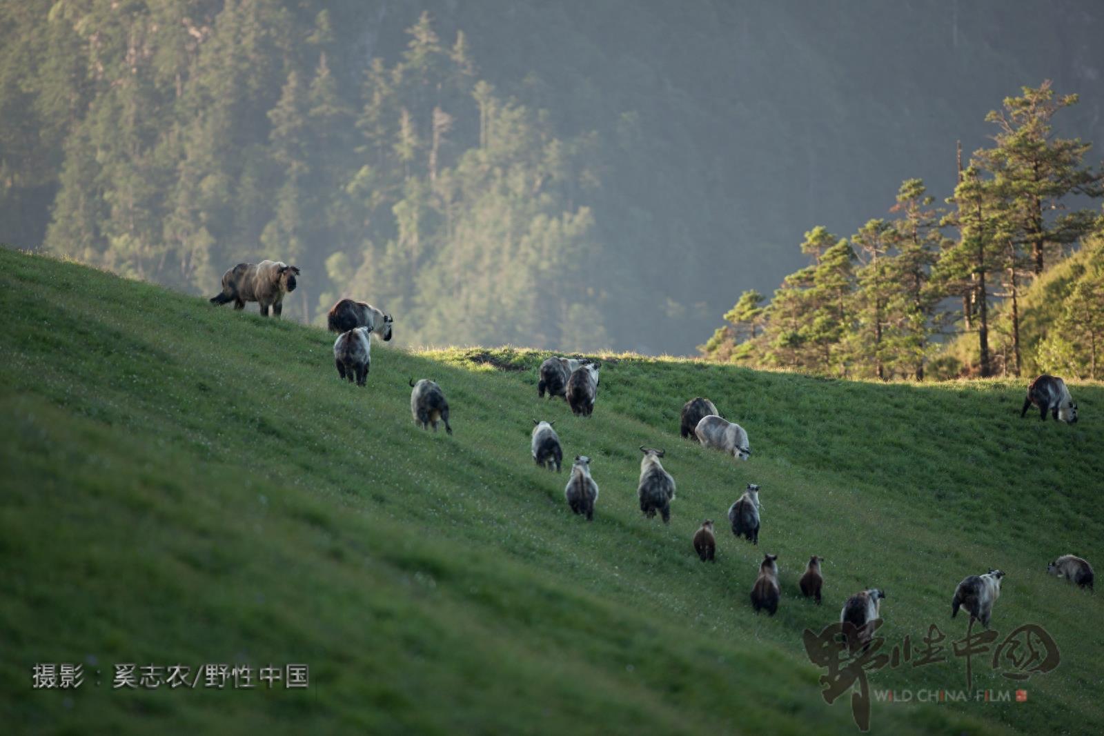 奔行在山林间的奇兽——羚牛