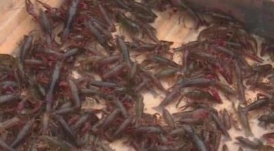 ​精养十亩小龙虾一般能赚多少钱？