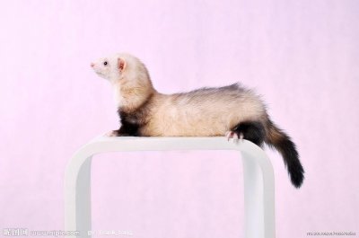 ​给大家介绍一下「貂」