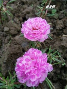 ​分享好看颜值高的太阳花，你认识多少？