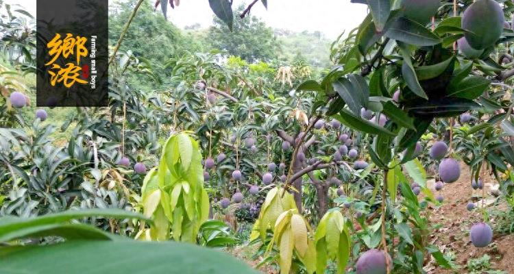芒果采选日记丨澳洲吉禄芒