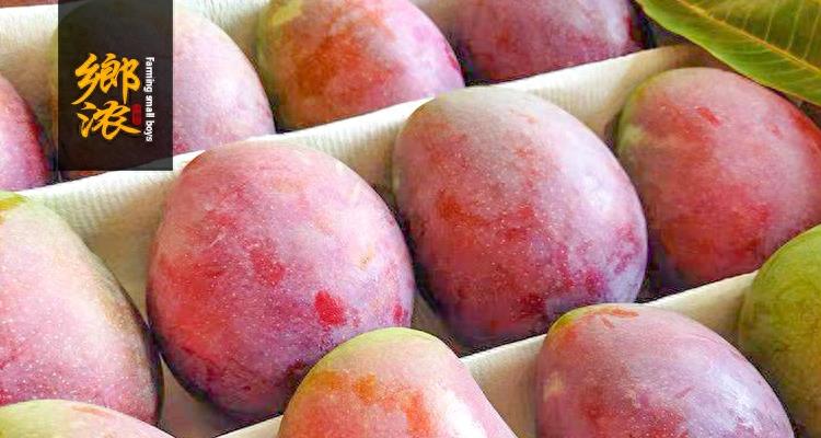 芒果采选日记丨澳洲吉禄芒