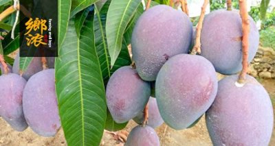 ​芒果采选日记丨澳洲吉禄芒