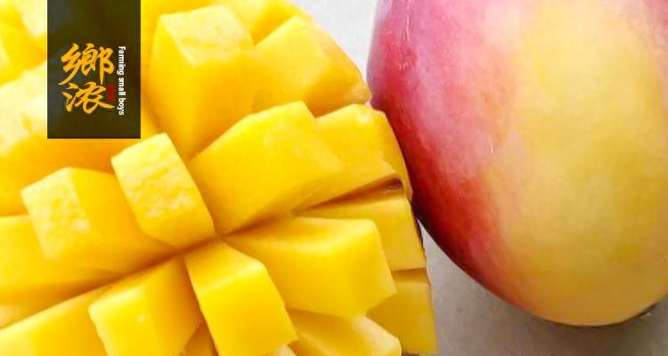 芒果采选日记丨澳洲吉禄芒