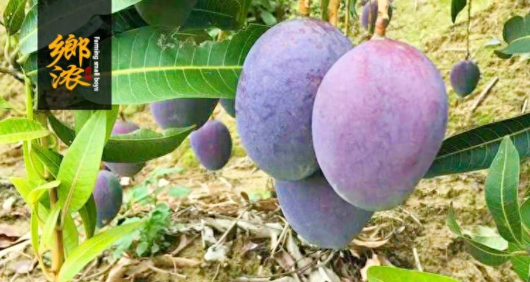 芒果采选日记丨澳洲吉禄芒