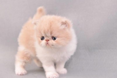 ​刚做完绝育的喵星人，无奈的表情自己脑补画面~哈哈哈嗝