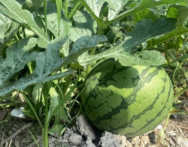 ​皮薄汁多、清甜爽口，松江本地产“早春红玉”西瓜熟了