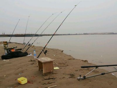 ​黄河里的野生牛尾巴，绝对好东西！