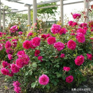 ​欧月的品种繁多奇异？种月季不图多，阳台种上此3种就够了