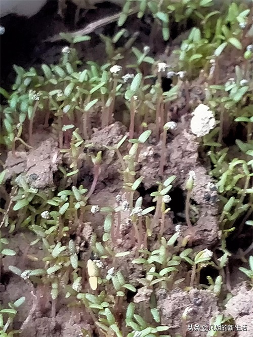 新发芽的满天星和太阳花