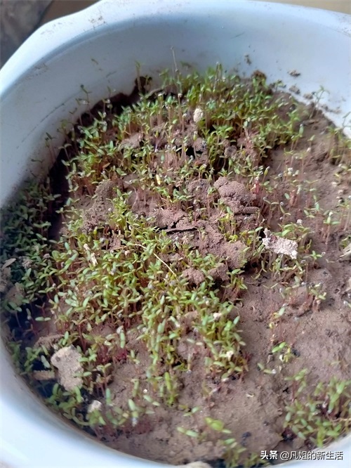 新发芽的满天星和太阳花