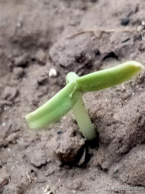 新发芽的满天星和太阳花