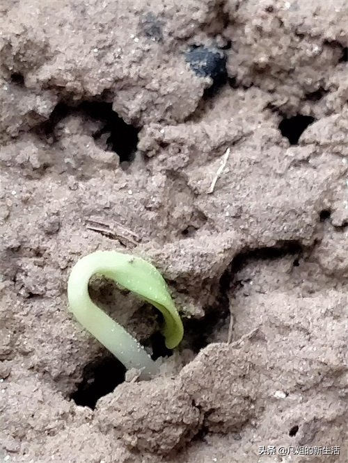 新发芽的满天星和太阳花