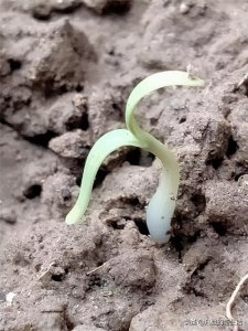 ​新发芽的满天星和太阳花