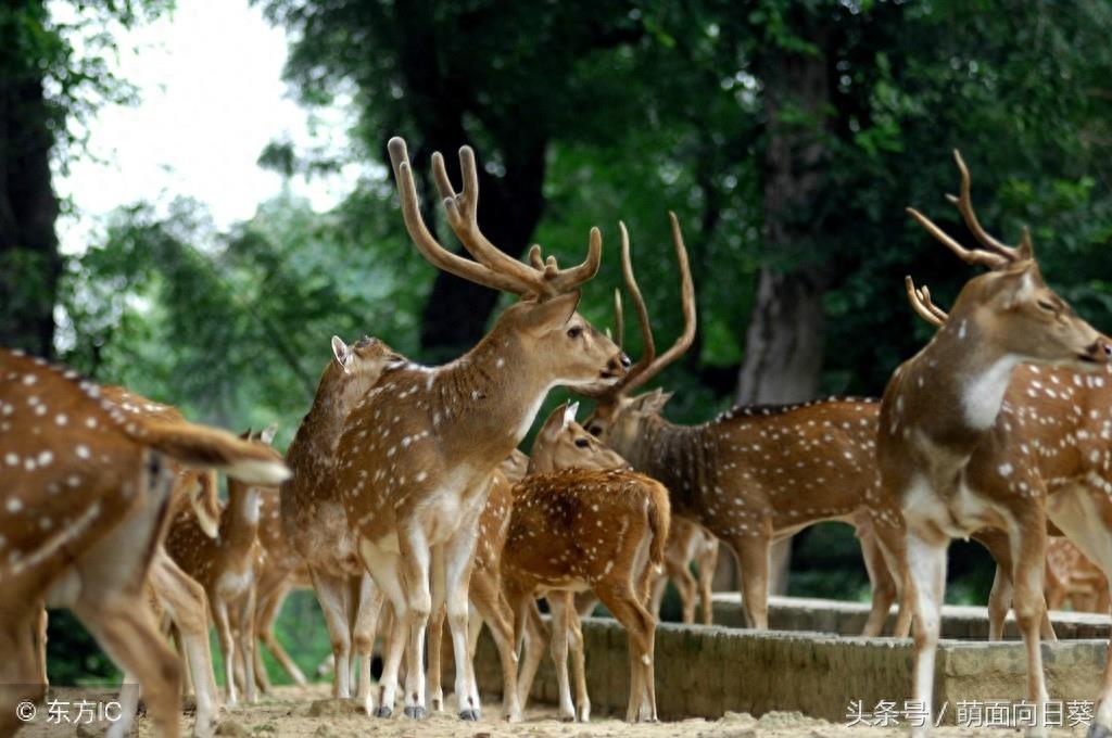 石家庄市动物园