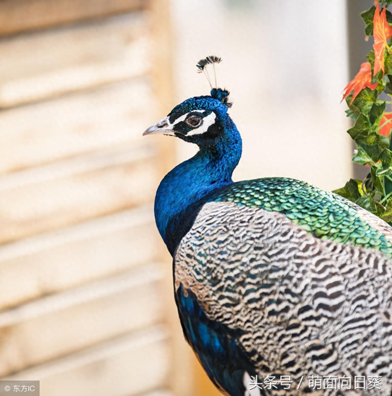 石家庄市动物园