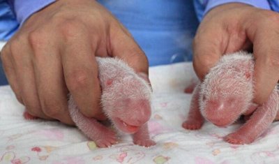 ​大熊猫妈妈喜豆在雅安生出罕见双胞胎“巨婴”，超可爱！
