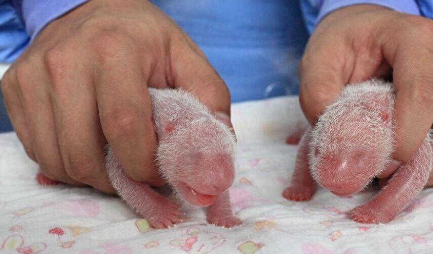 大熊猫妈妈喜豆在雅安生出罕见双胞胎“巨婴”,超可爱!