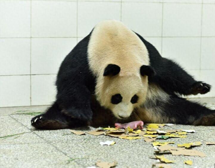 大熊猫妈妈喜豆在雅安生出罕见双胞胎“巨婴”,超可爱!