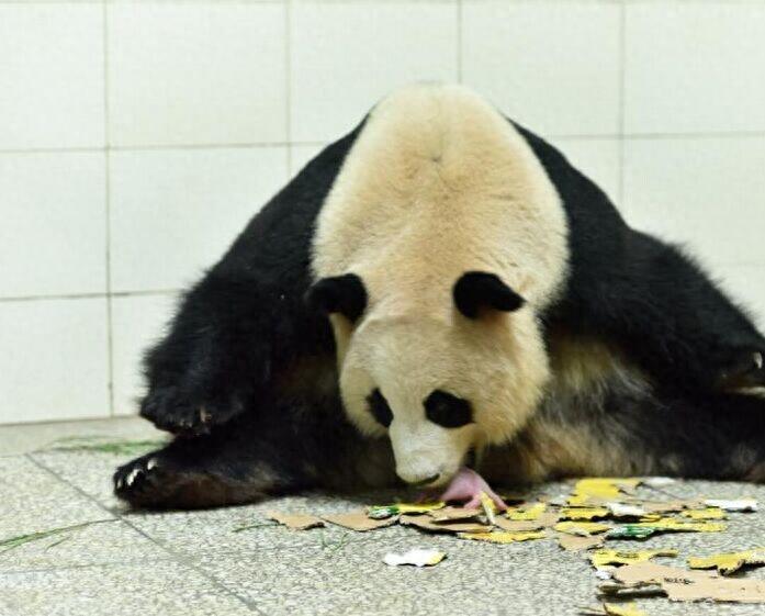 大熊猫妈妈喜豆在雅安生出罕见双胞胎“巨婴”,超可爱!