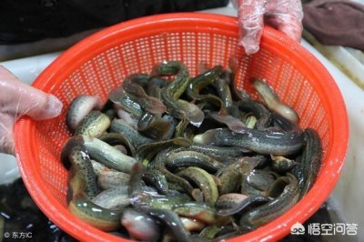 ​泥鳅的另类做法：火锅泥鳅，脱骨鲜嫩营养价值高，吃了这次想下次