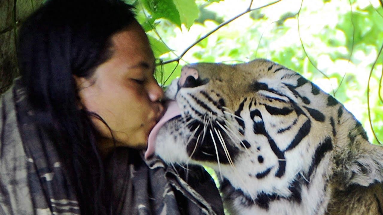 老虎舌头上的倒刺如此厉害,舔你一下真的会皮开肉绽吗?