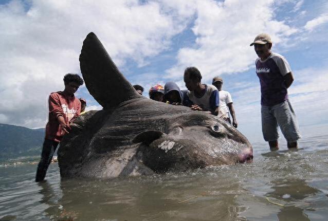 翻车鱼被海浪冲上岸,目瞪口呆的样子好呆萌,众人合力将其退回海