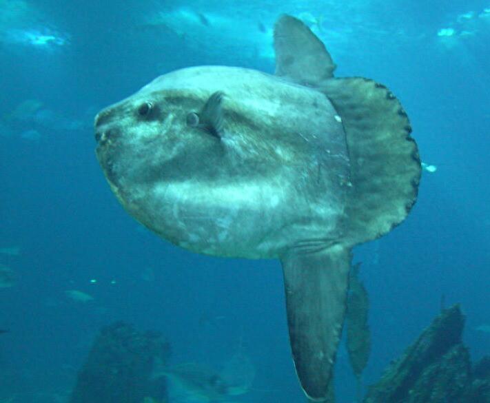 翻车鱼被海浪冲上岸,目瞪口呆的样子好呆萌,众人合力将其退回海