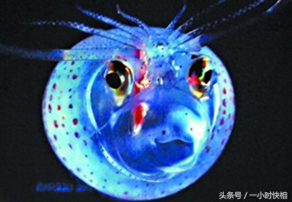 小猪章鱼:外形与猪非常相似,脸上还带着一个笑脸的图案