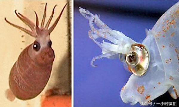 小猪章鱼:外形与猪非常相似,脸上还带着一个笑脸的图案