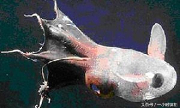 小猪章鱼:外形与猪非常相似,脸上还带着一个笑脸的图案