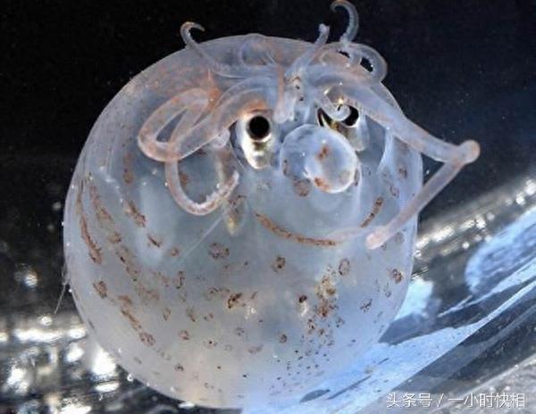 小猪章鱼:外形与猪非常相似,脸上还带着一个笑脸的图案