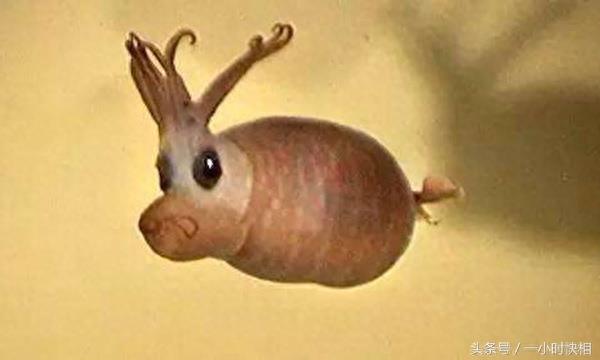 小猪章鱼:外形与猪非常相似,脸上还带着一个笑脸的图案