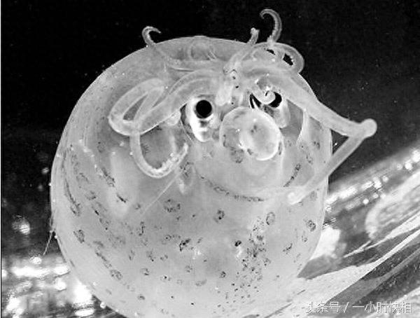 小猪章鱼:外形与猪非常相似,脸上还带着一个笑脸的图案