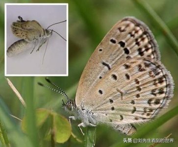 ​盘点核辐射变异生物 看了变异人真的是太可怕了