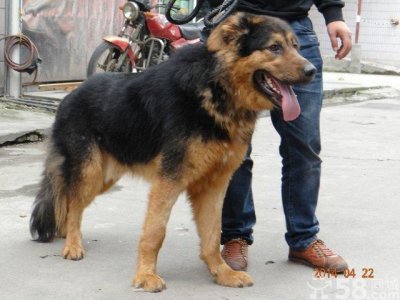 ​中华神犬:藏獒蒙古牧羊犬强强结合青龙犬壮硕无比