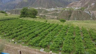 ​小小树椒铺出致富路 成就椒农“火辣生活”