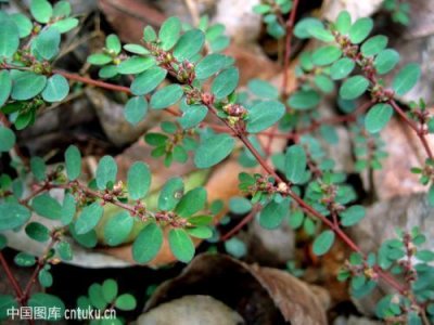 ​奶水不足不用愁，听说农村这种‘野草’专治通奶