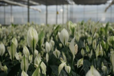 ​“百千万工程”突击队：探迹缤纷园艺，增添乡村色彩