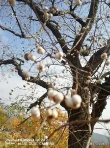 ​消逝的木梓树:一首拥抱童年的抒情曲，一首怀念往事的赞美诗！