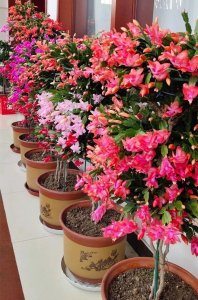 ​技术含量很高，操作极易成功，让叶仙嫁接蟹爪兰养成花树