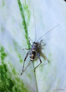 ​深秋到鸣虫叫，老蒋玩虫记之金蛉子「2」：金蛉子的捕捉和挑选