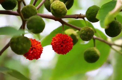 ​构树的果实能吃吗？默默无闻的它却浑身是宝，只可惜被我们忽略了